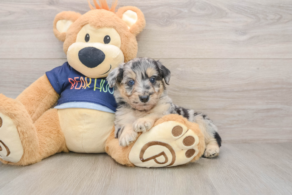 Best Mini Aussiedoodle Baby