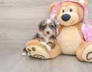 7 week old Mini Aussiedoodle Puppy For Sale - Puppy Love PR
