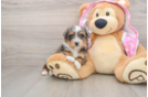 Mini Aussiedoodle Pup Being Cute
