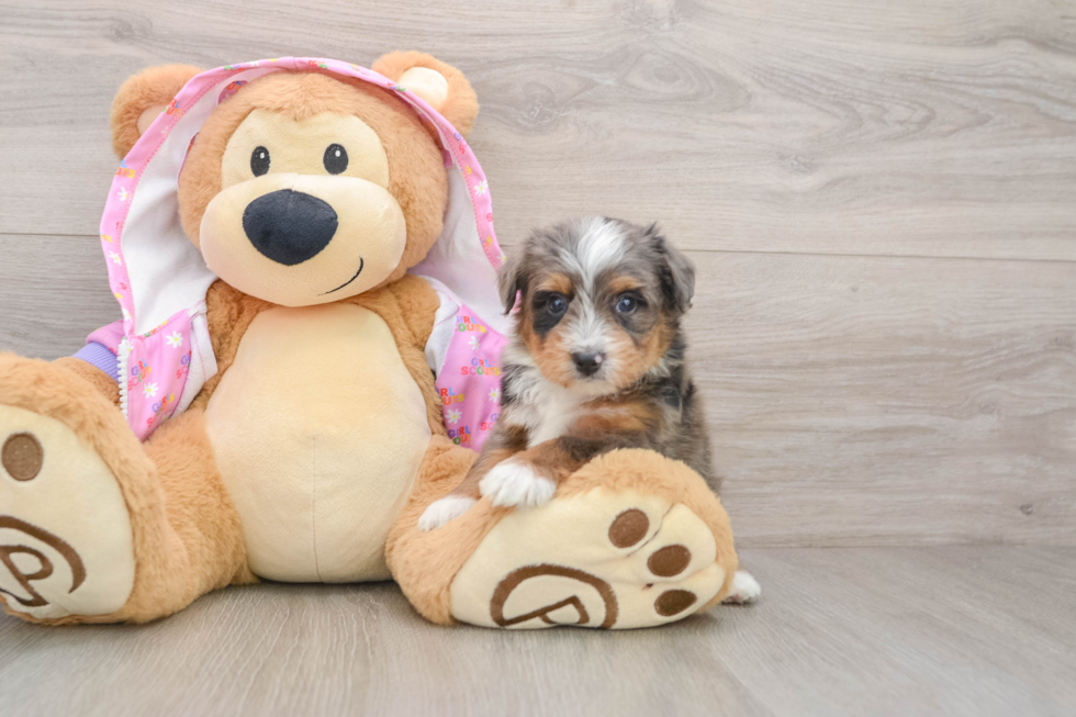 Fluffy Mini Aussiedoodle Poodle Mix Pup