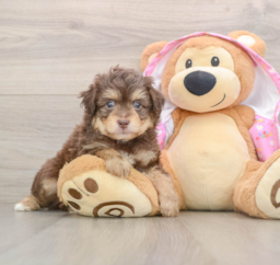 7 week old Mini Aussiedoodle Puppy For Sale - Puppy Love PR