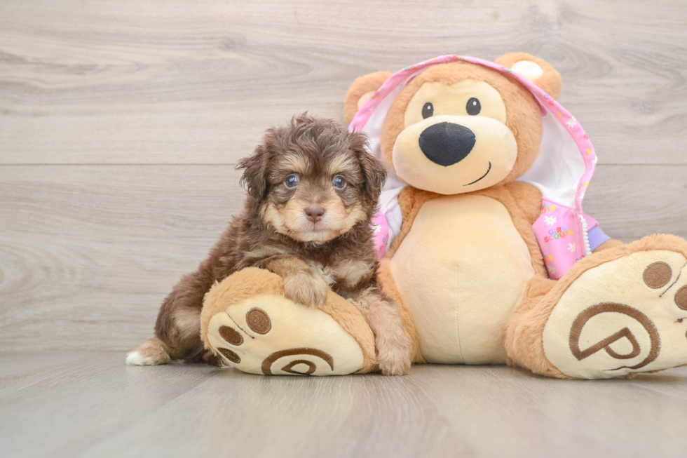 Best Mini Aussiedoodle Baby