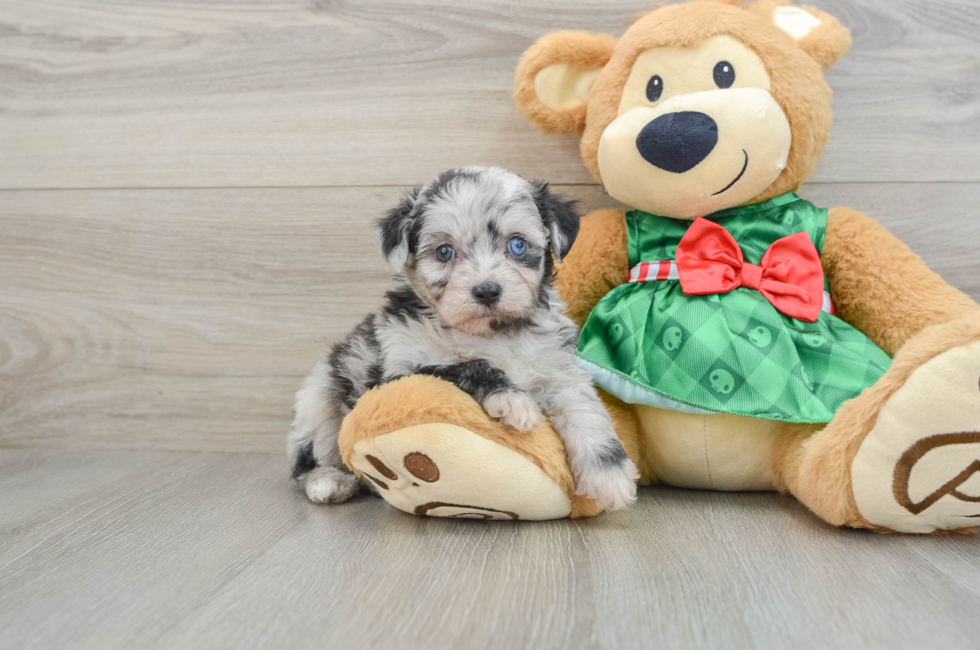 6 week old Mini Aussiedoodle Puppy For Sale - Puppy Love PR