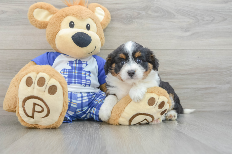 6 week old Mini Aussiedoodle Puppy For Sale - Puppy Love PR