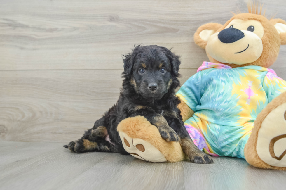 6 week old Mini Aussiedoodle Puppy For Sale - Puppy Love PR