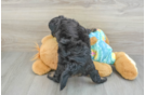 Playful Mini Aussiepoodle Poodle Mix Puppy