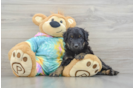 Mini Aussiedoodle Puppy for Adoption