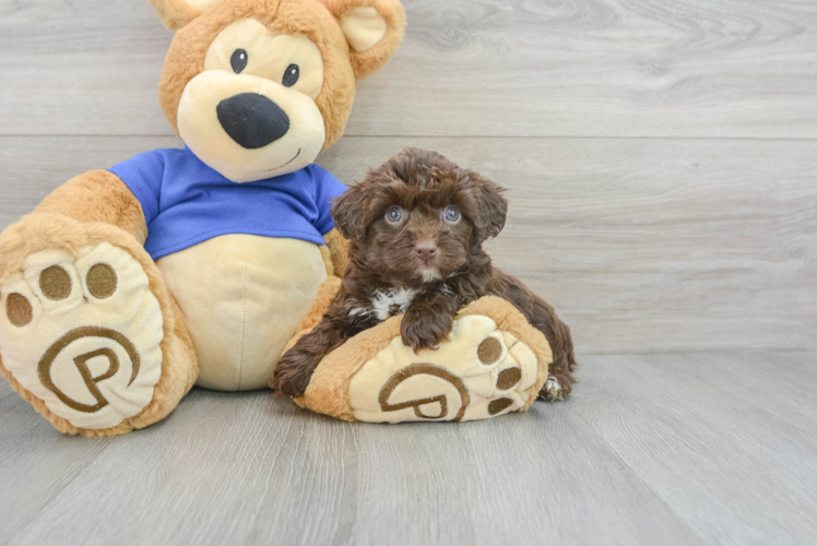 Meet Griffy - our Mini Aussiedoodle Puppy Photo 1/3 - Puppy Love PR Adorable Aussiepoo Poodle Mix Puppy