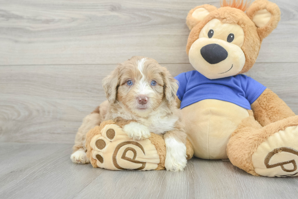 Mini Aussiedoodle Pup Being Cute