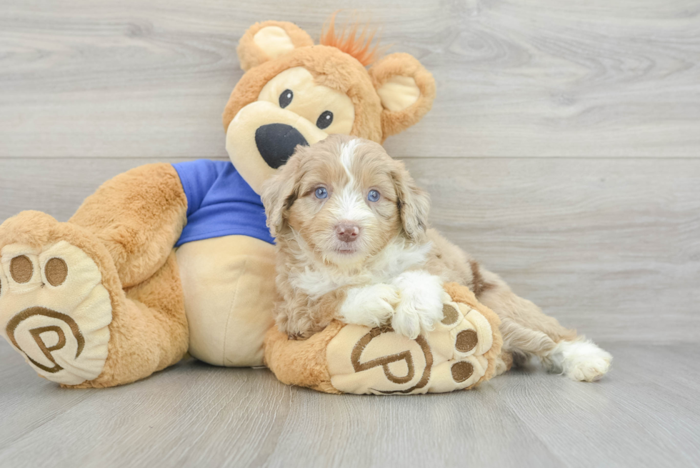 Mini Aussiedoodle Puppy for Adoption