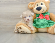 10 week old Mini Aussiedoodle Puppy For Sale - Puppy Love PR