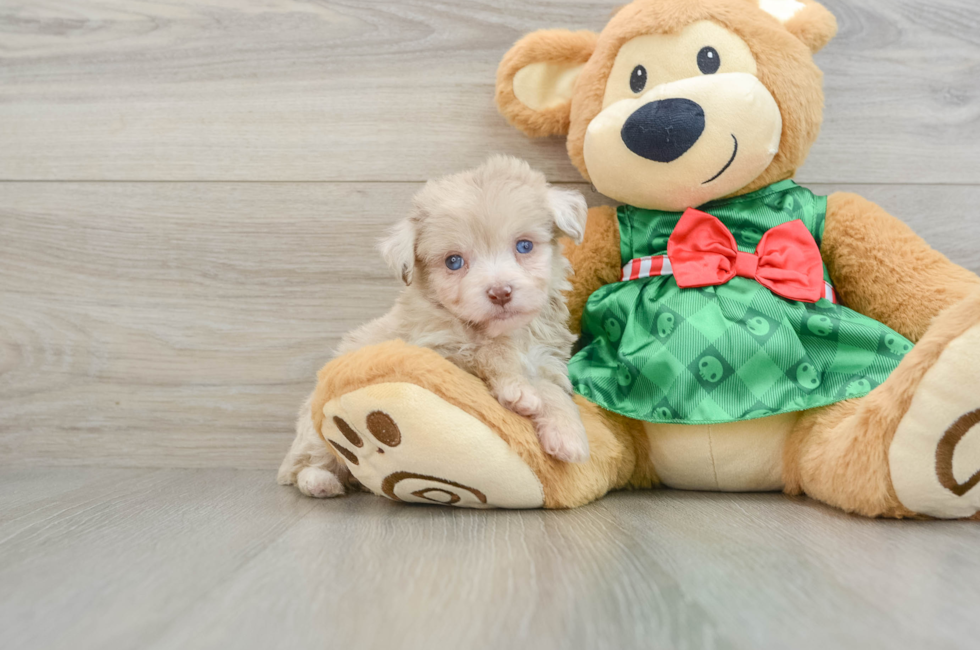 6 week old Mini Aussiedoodle Puppy For Sale - Puppy Love PR