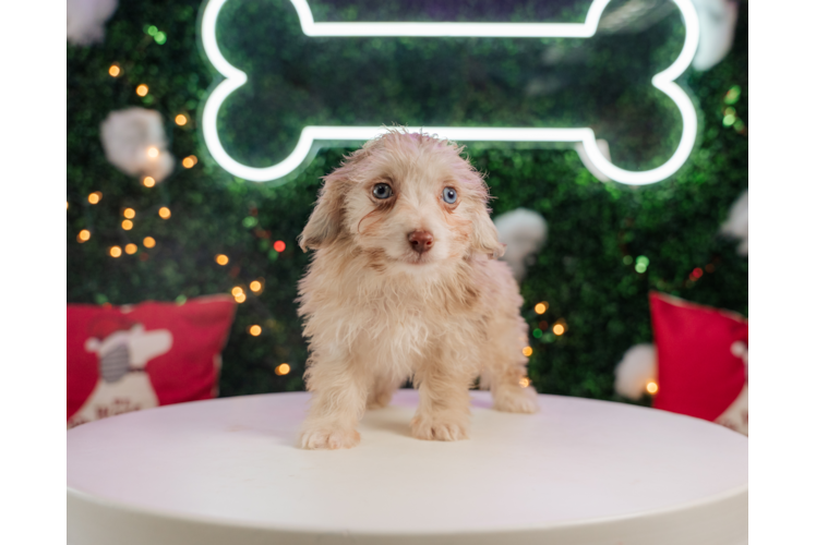 Cute Mini Aussiedoodle Baby