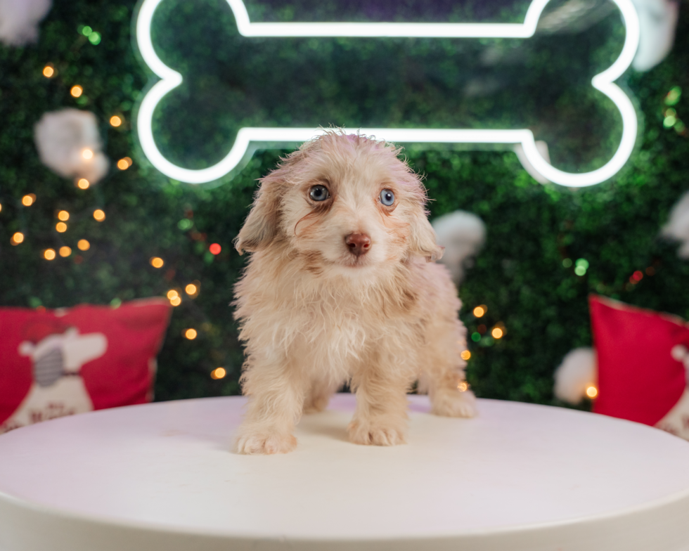 Cute Mini Aussiedoodle Baby