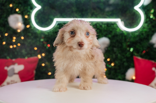 Cute Mini Aussiedoodle Baby