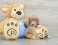 5 week old Mini Aussiedoodle Puppy For Sale - Puppy Love PR