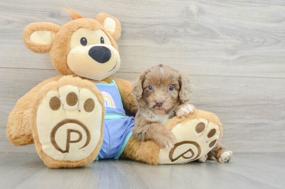 5 week old Mini Aussiedoodle Puppy For Sale - Puppy Love PR