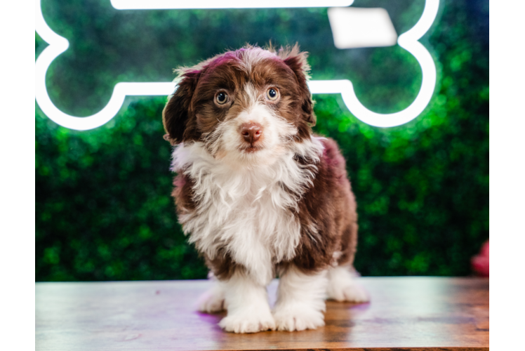 Best Mini Aussiedoodle Baby