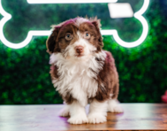 10 week old Mini Aussiedoodle Puppy For Sale - Puppy Love PR