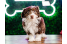 Best Mini Aussiedoodle Baby