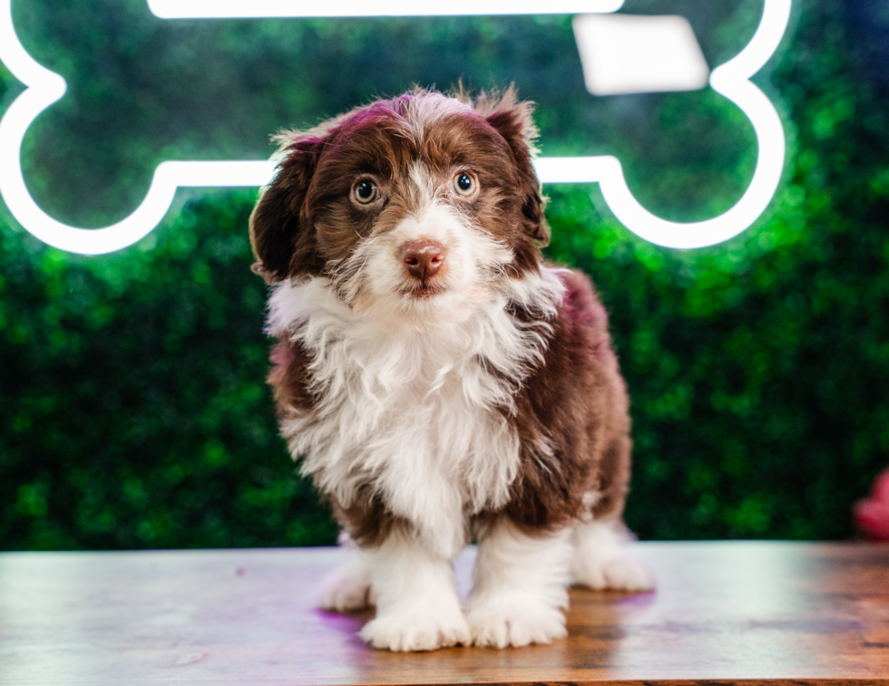 Best Mini Aussiedoodle Baby