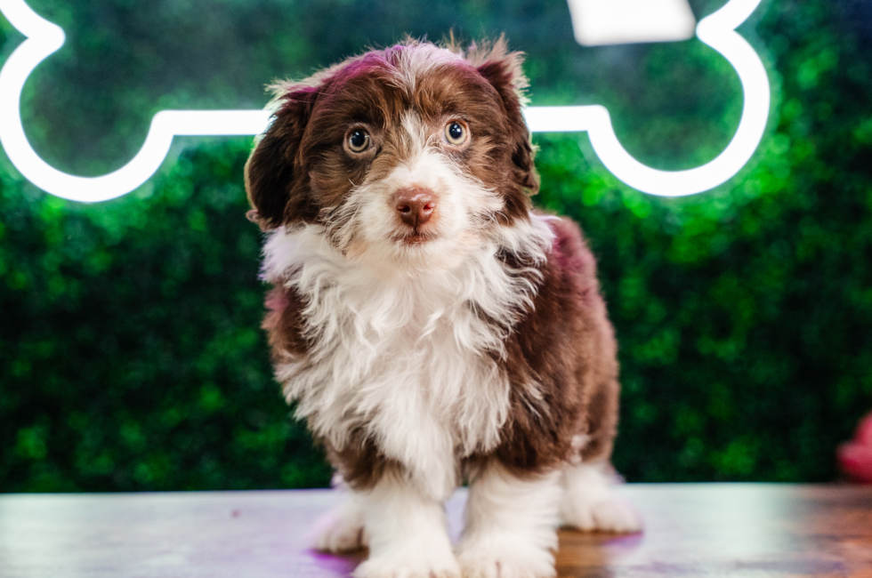 9 week old Mini Aussiedoodle Puppy For Sale - Puppy Love PR