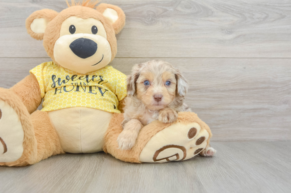 6 week old Mini Aussiedoodle Puppy For Sale - Puppy Love PR