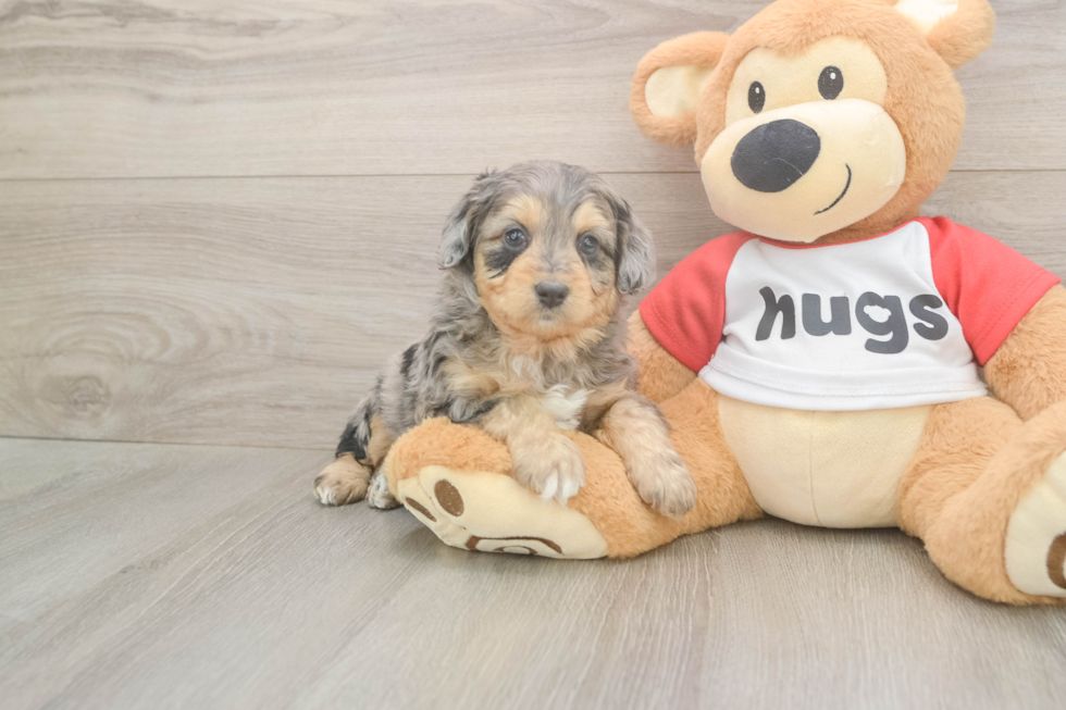 Meet Griffy - our Mini Aussiedoodle Puppy Photo  2/3 - Puppy Love PR Best Mini Aussiedoodle Baby