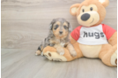 Meet Griffy - our Mini Aussiedoodle Puppy Photo  2/3 - Puppy Love PR Best Mini Aussiedoodle Baby