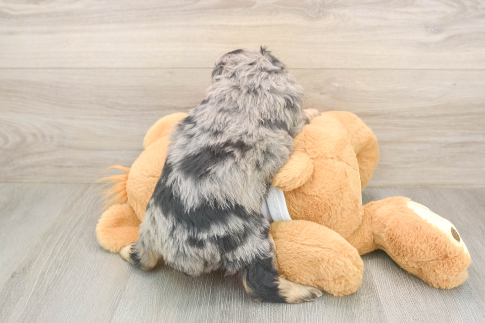 Meet Griffy - our Mini Aussiedoodle Puppy Photo  3/3 - Puppy Love PR Best Mini Aussiedoodle Baby