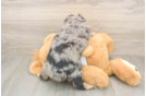 Meet Griffy - our Mini Aussiedoodle Puppy Photo  3/3 - Puppy Love PR Best Mini Aussiedoodle Baby