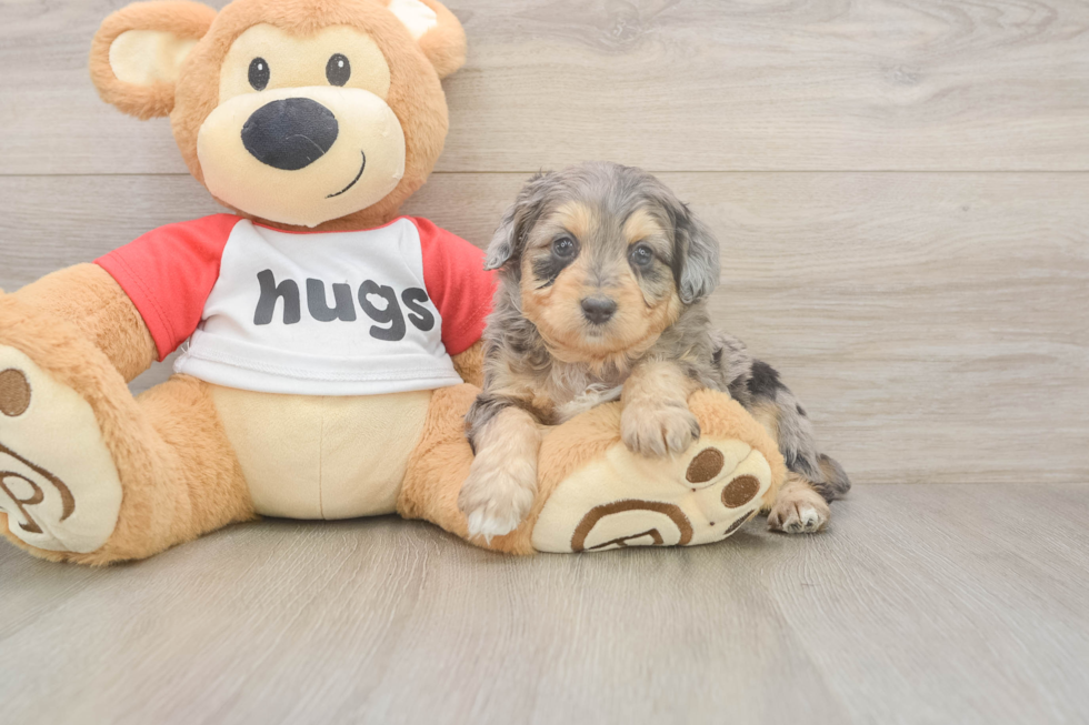 Meet Griffy - our Mini Aussiedoodle Puppy Photo  1/3 - Puppy Love PR Mini Aussiedoodle Puppy for Adoption
