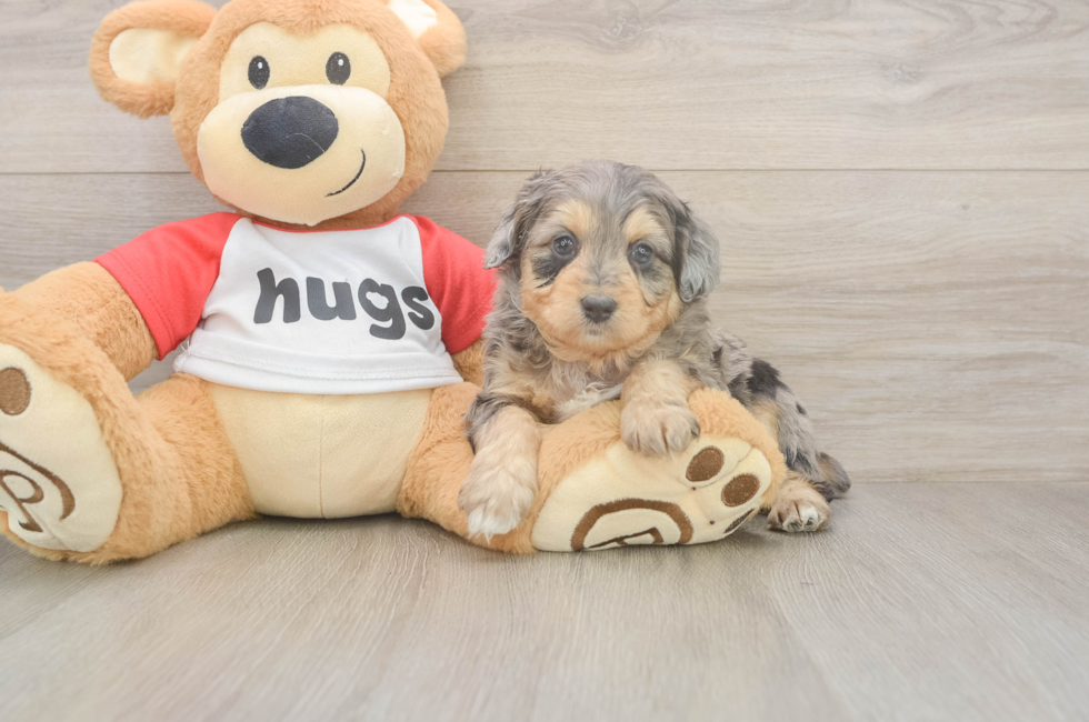 5 week old Mini Aussiedoodle Puppy For Sale - Puppy Love PR