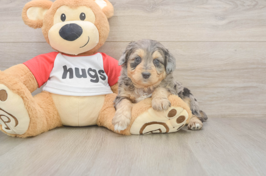 5 week old Mini Aussiedoodle Puppy For Sale - Puppy Love PR Mini Aussiedoodle Puppy for Adoption