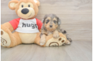 Meet Griffy - our Mini Aussiedoodle Puppy Photo  1/3 - Puppy Love PR Mini Aussiedoodle Puppy for Adoption