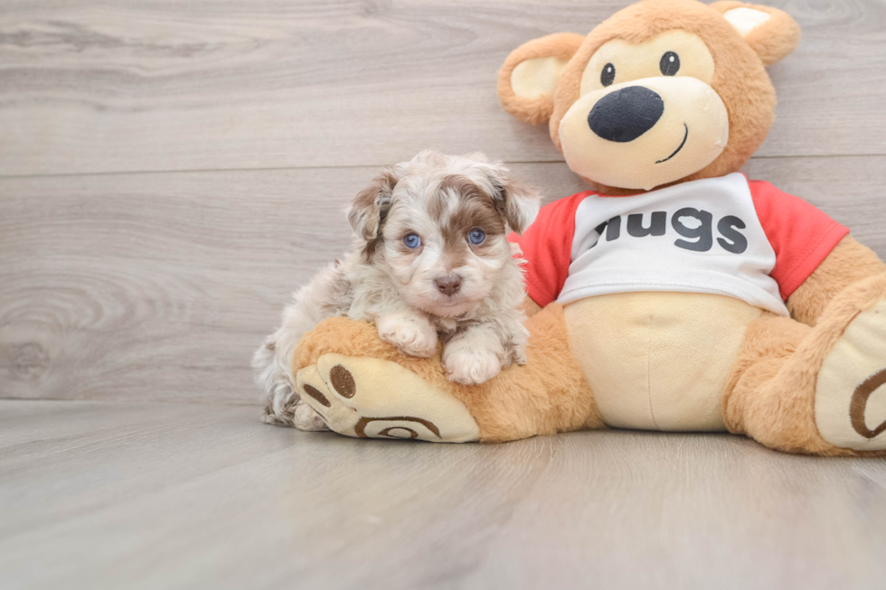 Mini Aussiedoodle Pup Being Cute
