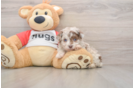Mini Aussiedoodle Puppy for Adoption