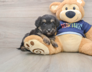 7 week old Mini Aussiedoodle Puppy For Sale - Puppy Love PR