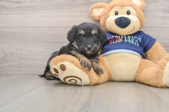 Best Mini Aussiedoodle Baby
