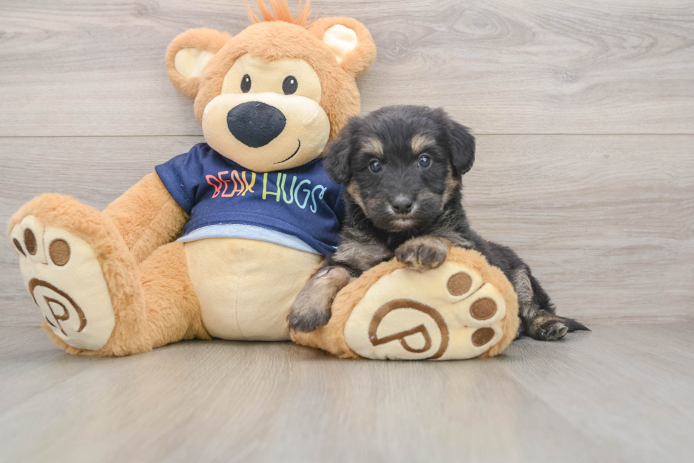Energetic Aussie Poo Poodle Mix Puppy