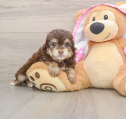 8 week old Mini Aussiedoodle Puppy For Sale - Puppy Love PR