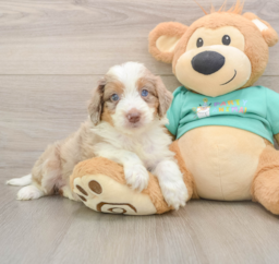 7 week old Mini Aussiedoodle Puppy For Sale - Puppy Love PR