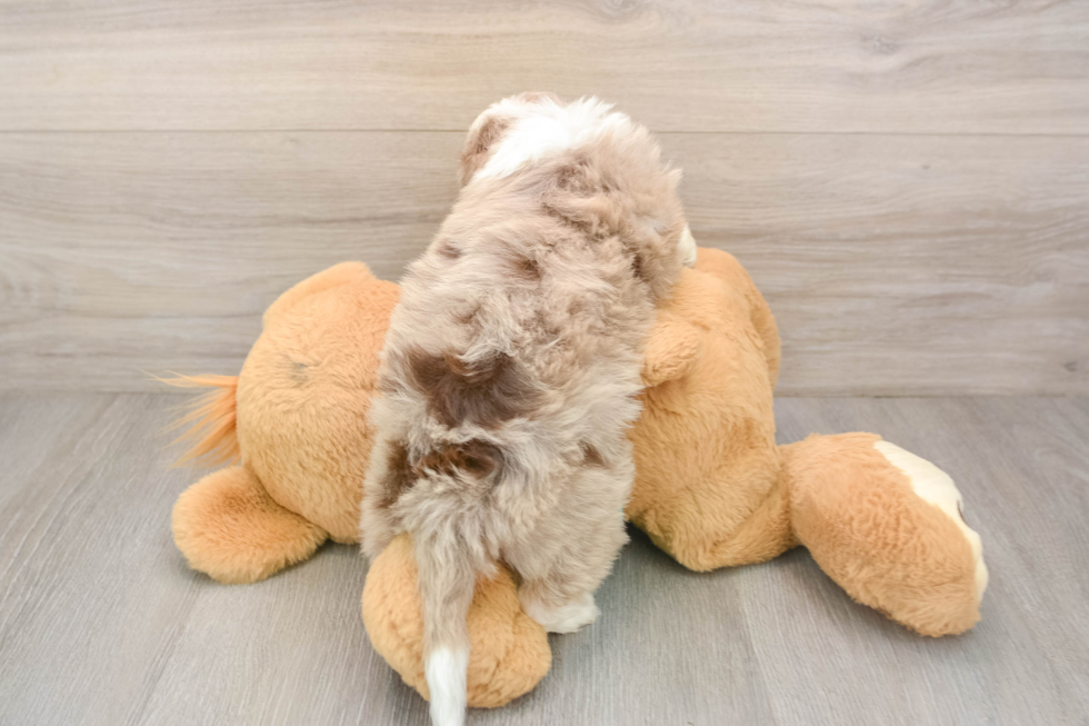 Playful Aussiepoo Poodle Mix Puppy