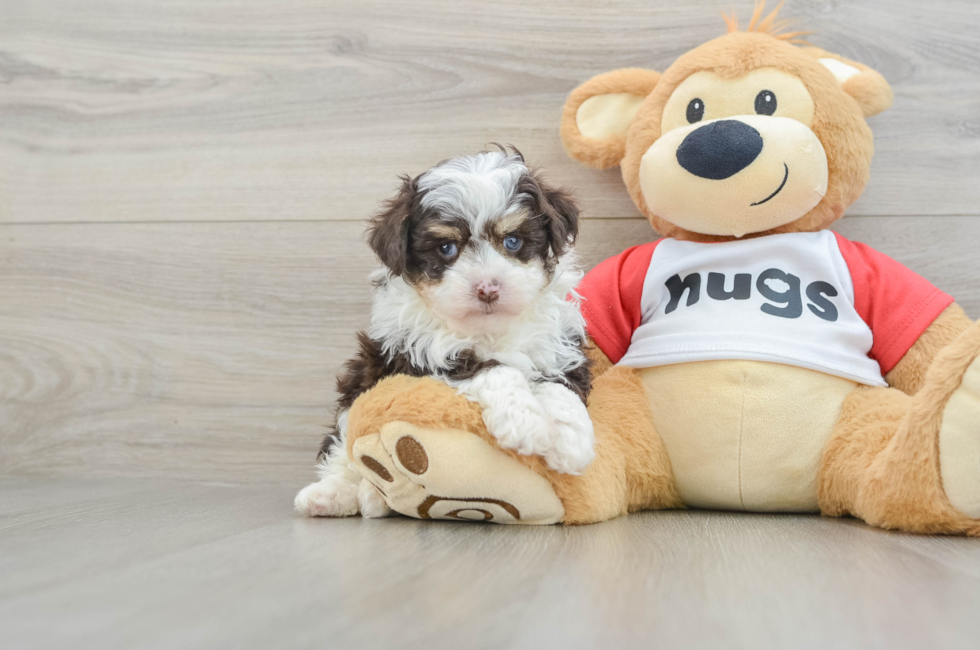 6 week old Mini Aussiedoodle Puppy For Sale - Puppy Love PR