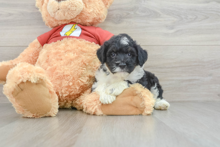 Meet Gunner - our Mini Aussiedoodle Puppy Photo 1/3 - Puppy Love PR Best Mini Aussiedoodle Baby