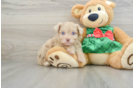 Playful Mini Aussiepoodle Poodle Mix Puppy