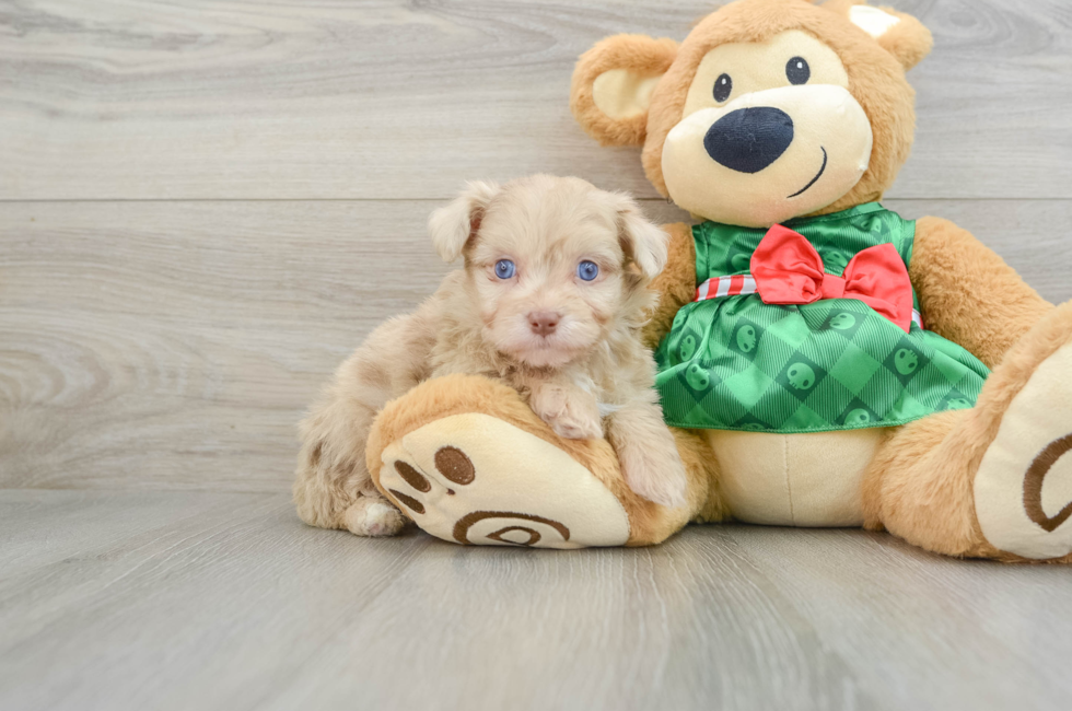 6 week old Mini Aussiedoodle Puppy For Sale - Puppy Love PR