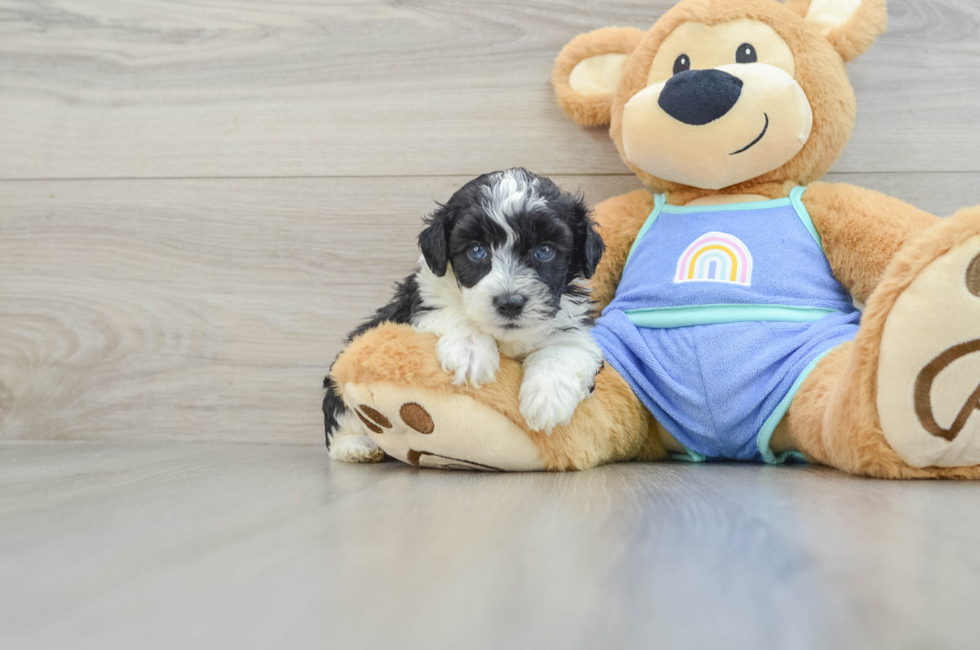 5 week old Mini Aussiedoodle Puppy For Sale - Puppy Love PR