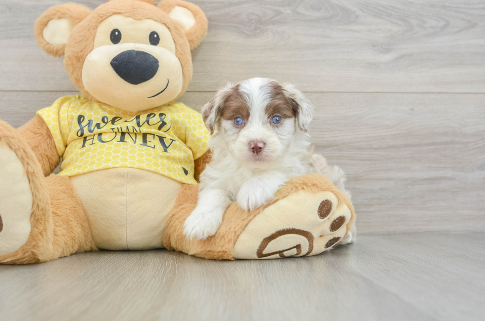 6 week old Mini Aussiedoodle Puppy For Sale - Puppy Love PR