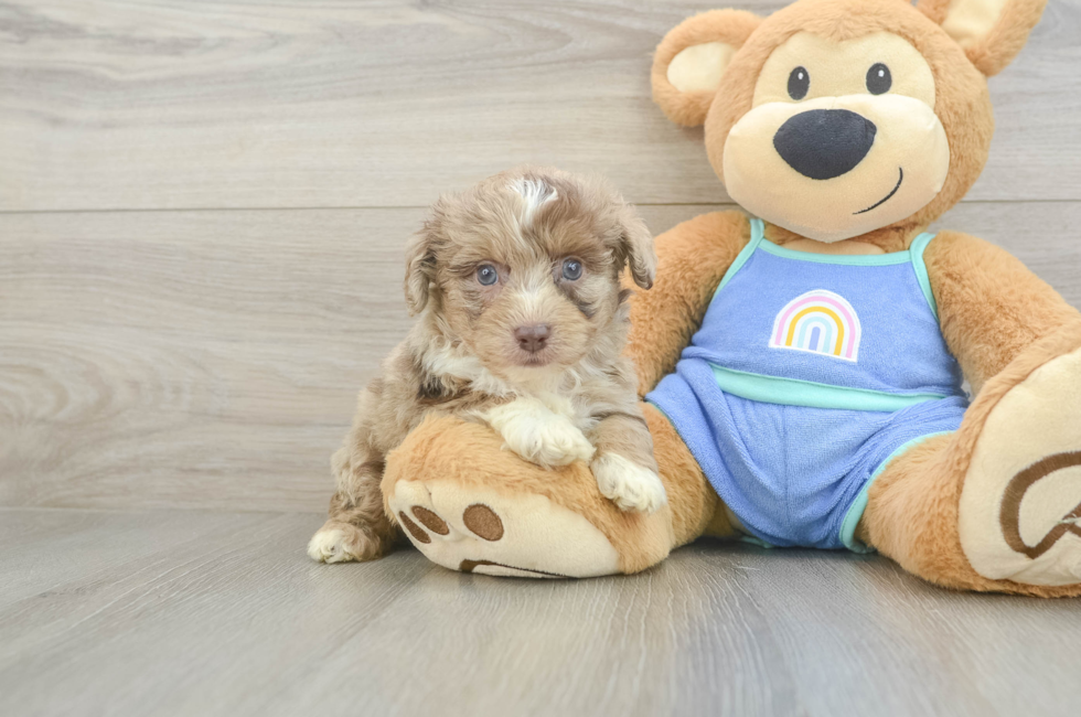 5 week old Mini Aussiedoodle Puppy For Sale - Puppy Love PR